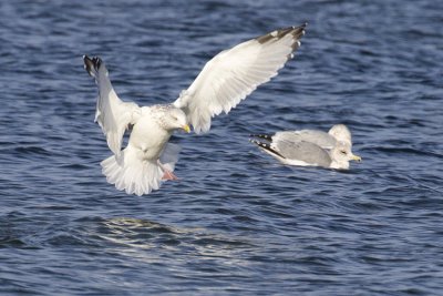 herring gull 110808_MG_0025