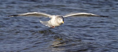 herring gull 110808_MG_0082