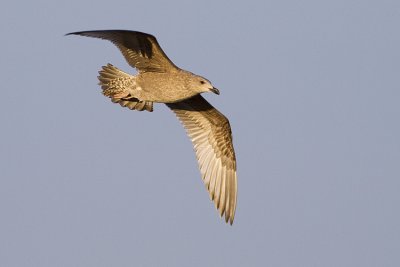 herring gull 110808_MG_0670