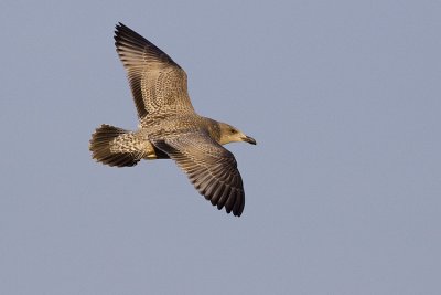 herring gull 110808_MG_0680