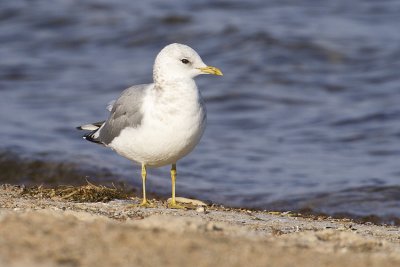 mew gull 110808_MG_0064