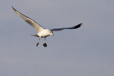ring-billed gull 110808_MG_0538