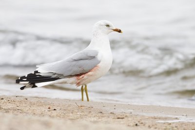 ring-billed gull 110908_MG_0838
