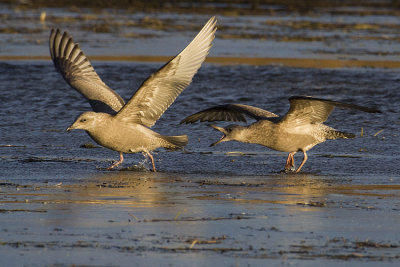 thayer's & herring gulls 111508_MG_1864
