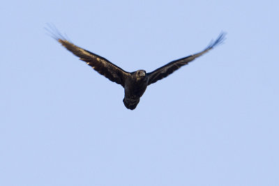 common raven 112108_MG_2330