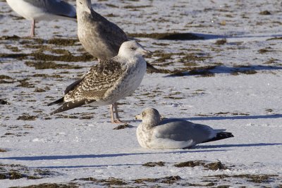 great black-backed gull 112108_MG_2222