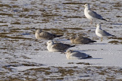 assorted gulls 112108_MG_2267