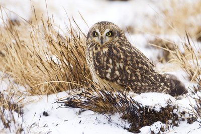 short-eared owl 120608_MG_3448