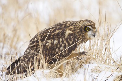 short-eared owl 120608_MG_3935