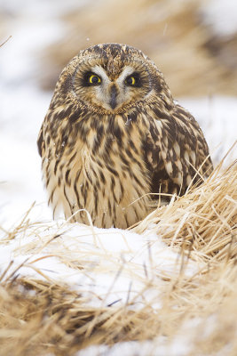 short-eared owl 120608_MG_4172