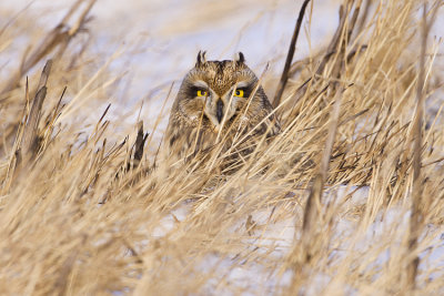 short-eared owl 120708_MG_4220