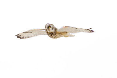 short-eared owl 120708_MG_4457