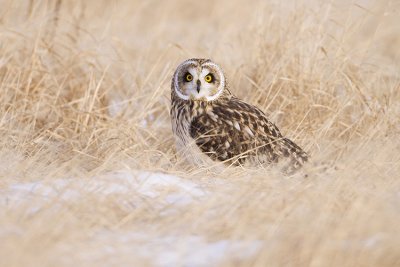 short-eared owl 120708_MG_4789