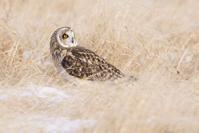 short-eared owl 120708_MG_4801
