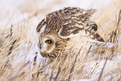 short-eared owl 120708_MG_5060