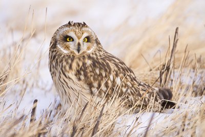 short-eared owl 120708_MG_5086