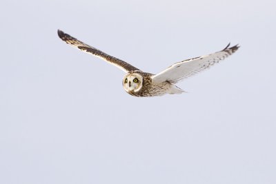short-eared owl 120708_MG_5170
