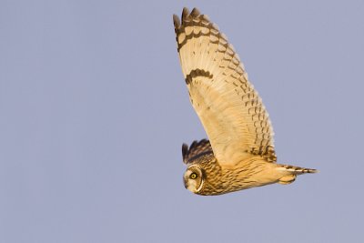 short-eared owl 120708_MG_5212