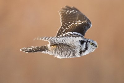 northern hawk owl 121308_MG_5366