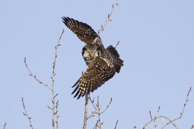 northern hawk owl 121308_MG_5735