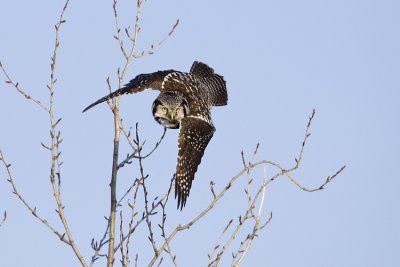 northern hawk owl 121308_MG_5736