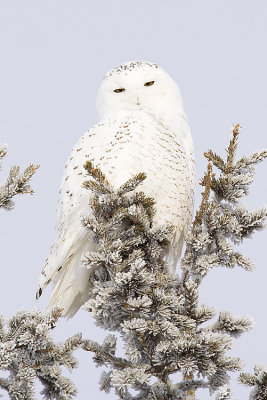 snowy owl 122408_MG_6061