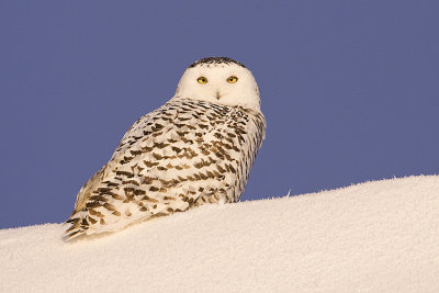 snowy owl 122408_MG_6297