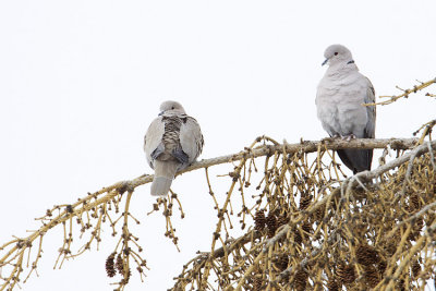 eurasian collared-doves 122808_MG_6963