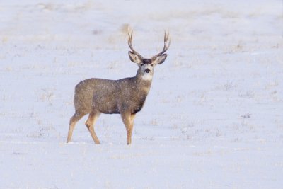 mule deer 122808_MG_7065