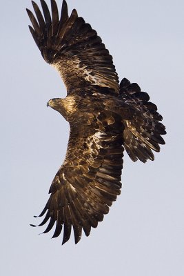 golden eagle 122808_MG_7100