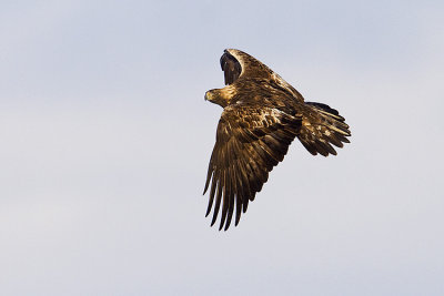 golden eagle 122808_MG_7105