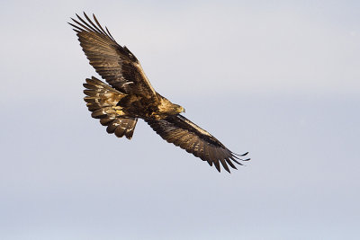 golden eagle 122808_MG_7117