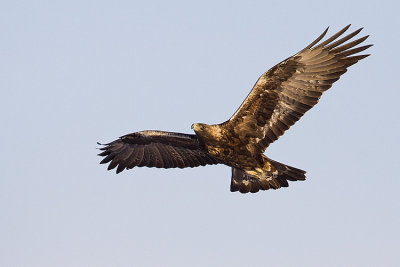 golden eagle 122808_MG_7134