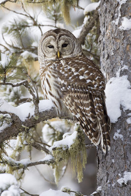 barred owl 010409_MG_7826