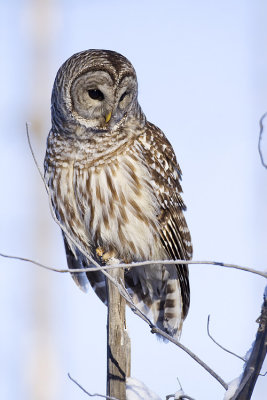 barred owl 010409_MG_7894