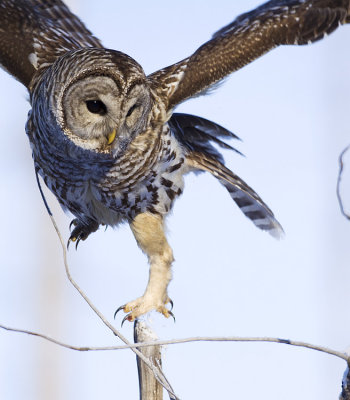 barred owl 010409_MG_7897