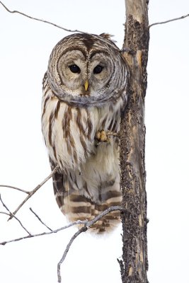 barred owl 010409_MG_7948
