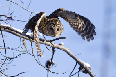 barred owl 010409_MG_7977