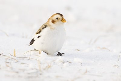 snow bunting 010909_MG_8108