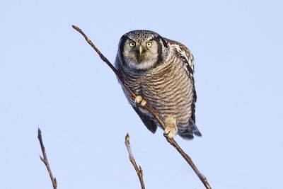 northern hawk owl 011009_MG_8275