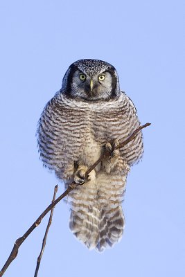 northern hawk owl 011009_MG_8224