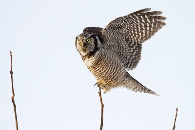 northern hawk owl 011009_MG_8199