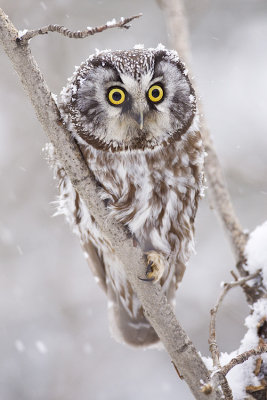 boreal owl 011109_MG_8535