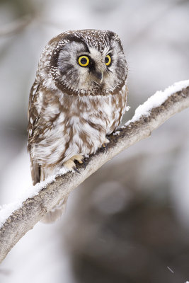 boreal owl 011109_MG_8673