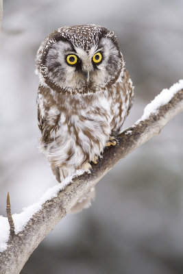 boreal owl 011109_MG_8764