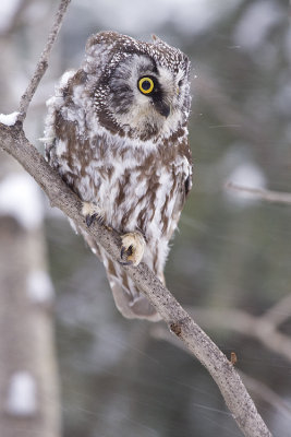 boreal owl 011109_MG_8841