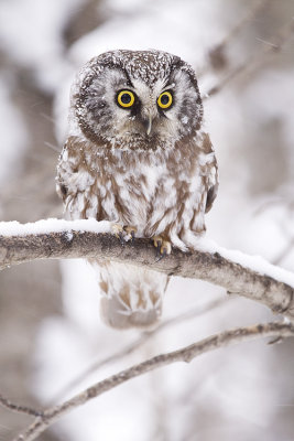 boreal owl 011109_MG_8877