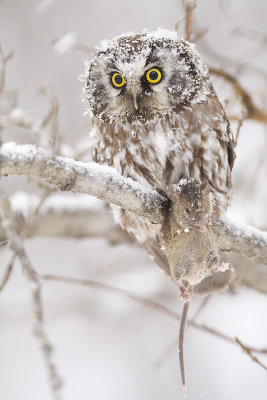 boreal owl 011109_MG_9002