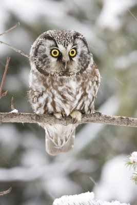 boreal owl 011109IMG_0931