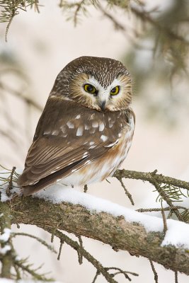 northern saw-whet owl 010100IMG_0968